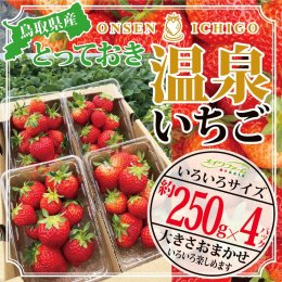 1173 鳥取県産とっておき「温泉いちご」大きさいろいろ詰め合わせ 1キロの詳細へ