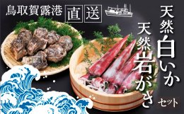 0073 鳥取賀露港 天然白いか・天然岩がきセット【かねまさ・浜下商店】の詳細へ