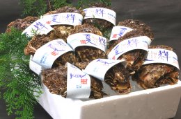 0836 鳥取県産 岩がき「夏輝」【中村商店】の詳細へ