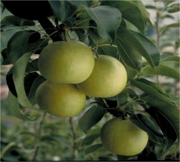 0001&nbsp;二十世紀梨&nbsp;訳あり&nbsp;3キロ【砂丘のなし屋さん】の詳細へ