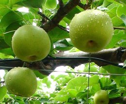 1193&nbsp;二十世紀梨&nbsp;5kg箱&nbsp;(約12~18玉)【さんこうえん】の詳細へ