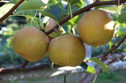 1206&nbsp;新甘泉梨&nbsp;3kg箱(約6～10玉)【さんこうえん】の詳細へ