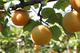 1192&nbsp;新興梨&nbsp;化粧箱&nbsp;2.5キロ【砂丘のなし屋さん】の詳細へ