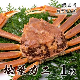 1357&nbsp;【訳あり】松葉ガニ(ボイル)&nbsp;800g級&nbsp;特大サイズ【さんチョク】の詳細へ