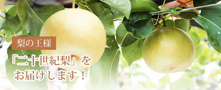 20世紀梨